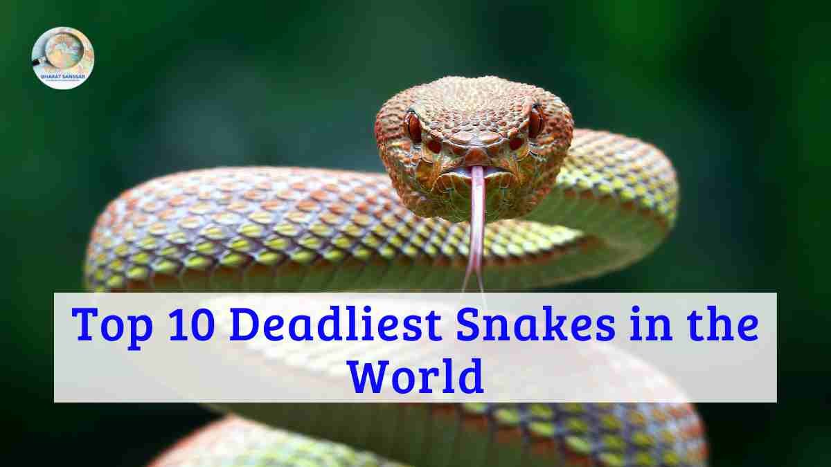 Top 10 Deadliest Snakes in the World - Bharat Sanssar